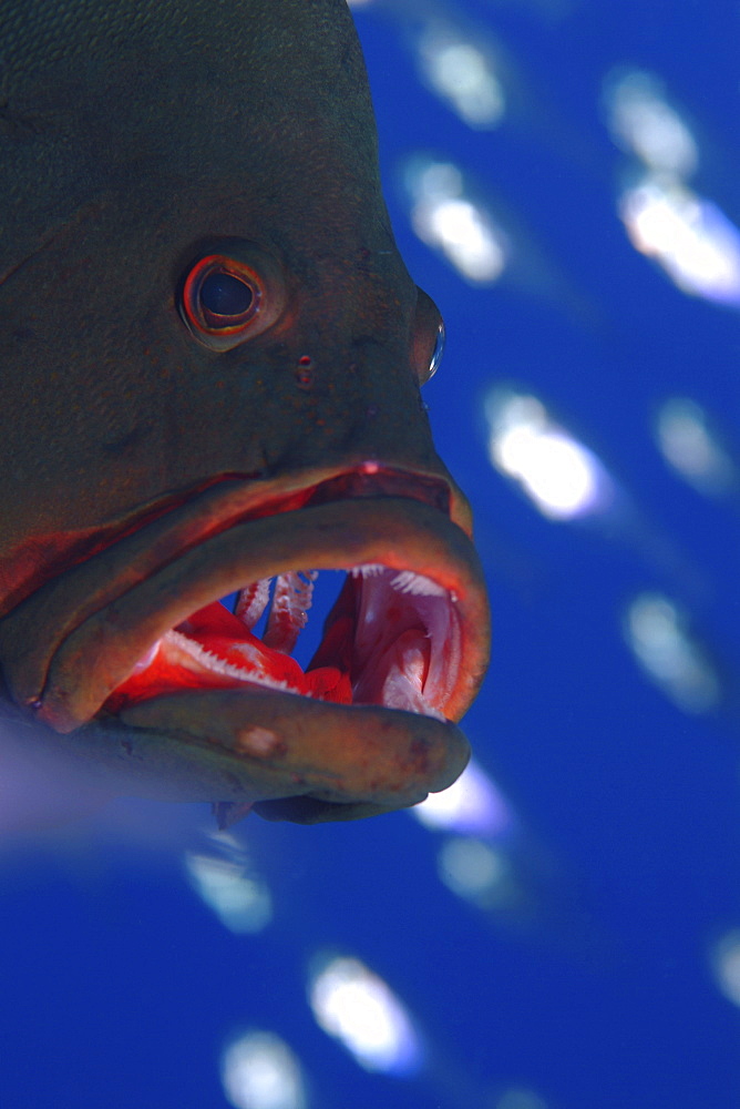 Redmouth Grouper (Aethaloperca rogaa) Showing its namesake bright red inside mouth. Can often be found living amongst colonies of Yellow Sweeper (Parapriacanthus ransonneti)  which it vigorously protects from attack by passing jacks, in return for feeding from the same glassfish colony. Red Sea.