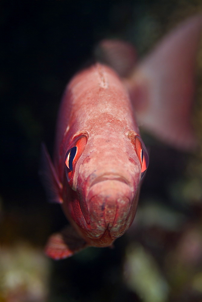 Common Bigeye (Priacanthus hamrur). Red Sea.