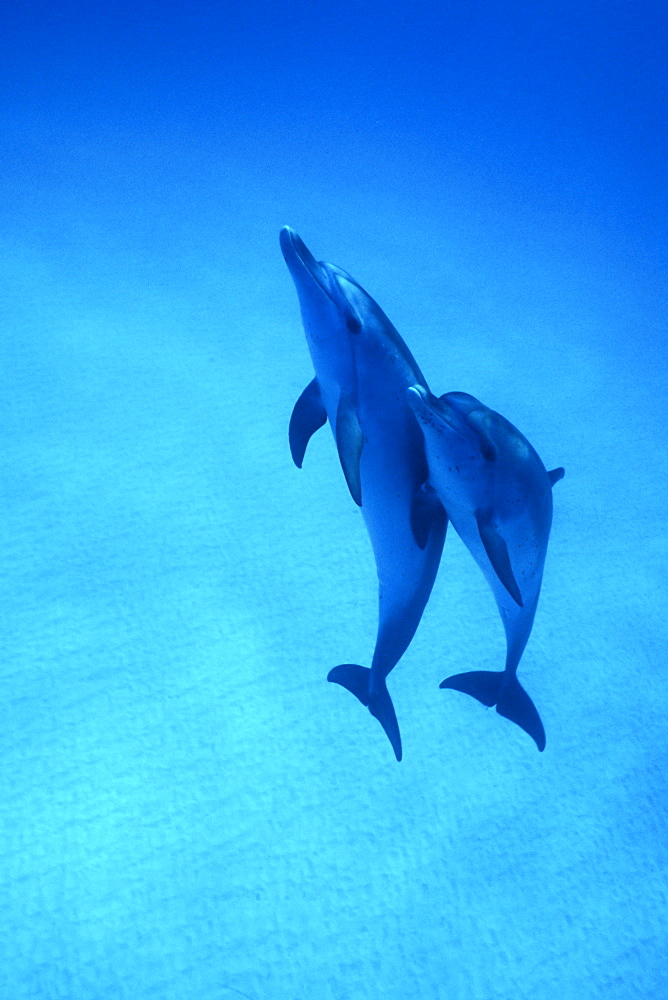 Atlantic Spotted Dolphins (Stenella frontalis) underwater on the Little Bahama Banks, Grand Bahama Island, Bahamas.
(Resolution Restricted - pls contact us)