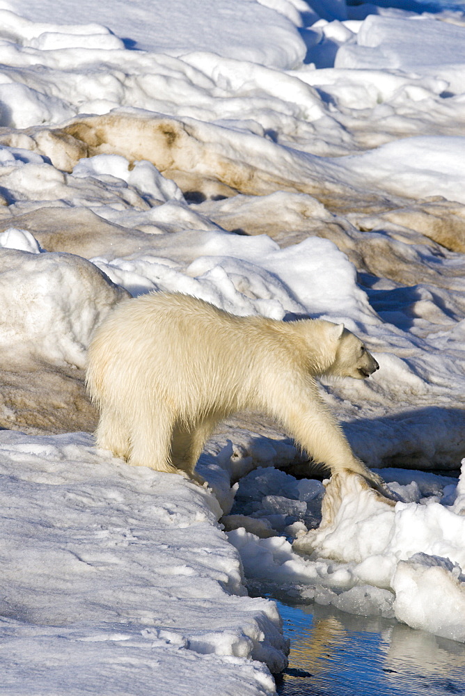 Polar bear (Ursus maritimus) on multi-year ice floes in the Barents Sea off the eastern coast of EdgeØya (Edge Island) in the Svalbard Archipelago, Norway.