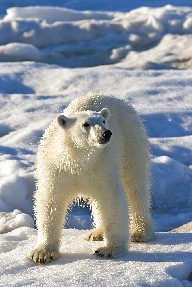 Curious young female polar bear (Ursus maritimus) on multi-year ice floes in the Barents Sea off the eastern coast of EdgeØya (Edge Island) in the Svalbard Archipelago, Norway.