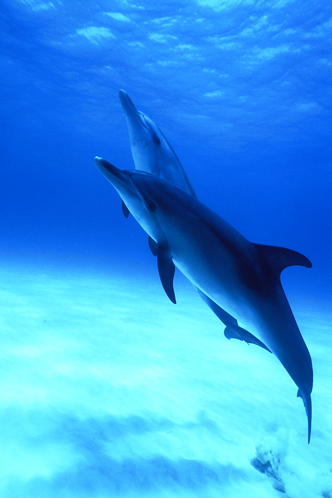 Atlantic Spotted Dolphins (Stenella frontalis) underwater on the Little Bahama Banks, Grand Bahama Island, Bahamas.
(Resolution Restricted - pls contact us)