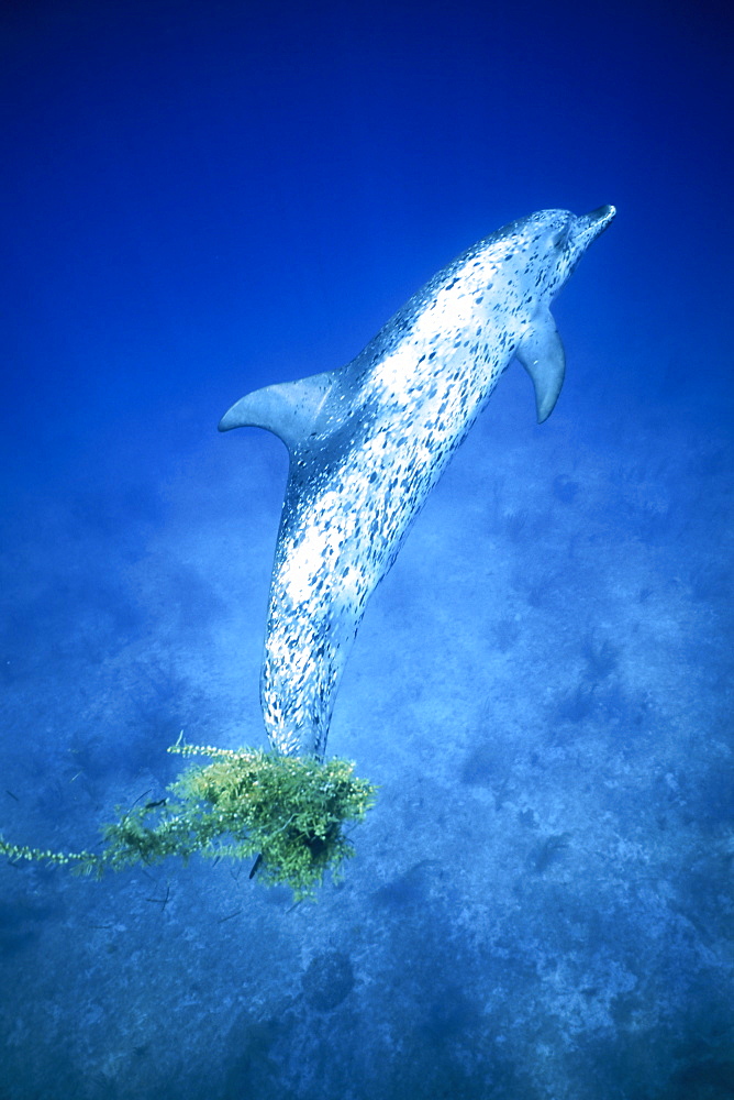 Atlantic Spotted Dolphin (Stenella frontalis) underwater with sargasso on flukes on the Little Bahama Banks, Grand Bahama Island, Bahamas.
(Resolution Restricted - pls contact us)