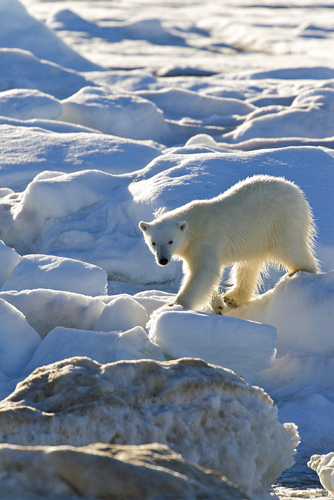 Curious young female polar bear (Ursus maritimus) on multi-year ice floes in the Barents Sea off the eastern coast of EdgeØya (Edge Island) in the Svalbard Archipelago, Norway.