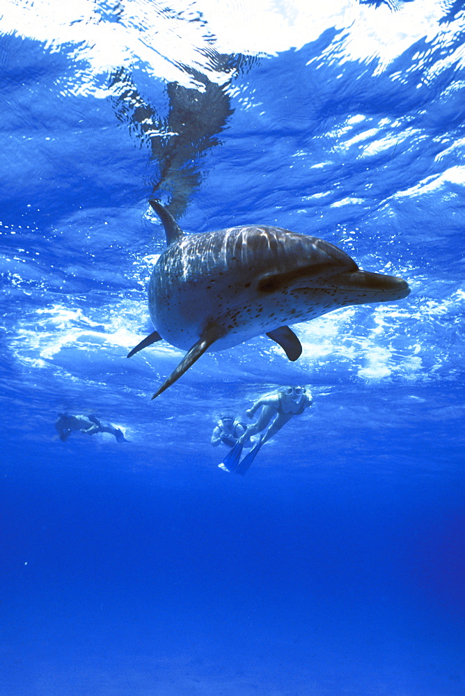 Young Atlantic Spotted Dolphin (Stenella frontalis) with snorkelers underwater on the Little Bahama Banks, Grand Bahama Island, Bahamas.