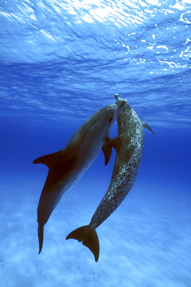 Atlantic Spotted Dolphin pair(Stenella frontalis) underwater on the Little Bahama Banks, Grand Bahama Island, Bahamas.
(Resolution Restricted - pls contact us)