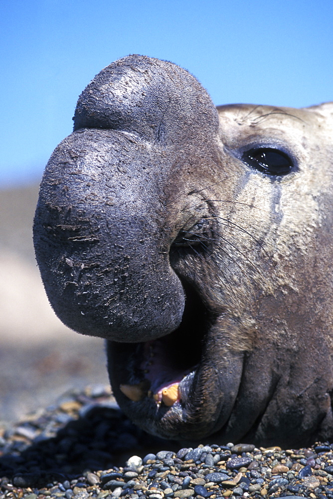 Adult Bull Southern Elephant Seal (Mirounga leonina) on the beach at Golfo Nuevo, Patagonia, Argentina.