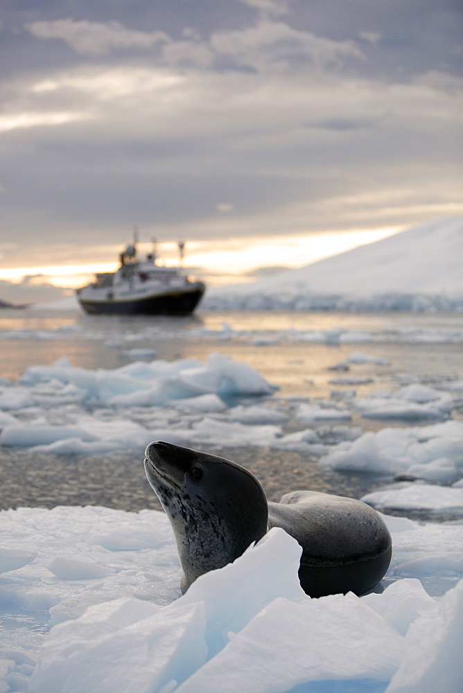 An adult Leopard Seal (Hydrurga leptonyx) hauled out with The National Geographic Endeavour at sunset in the Lemaire Channel near the Antarctic Peninsula.