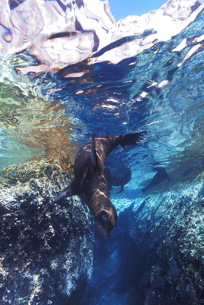 California Sea Lion (Zalophus californianus) pup playing in the crystal-clear reflected waters of Los Islotes in the Gulf of California (Sea of Cortez), Mexico.