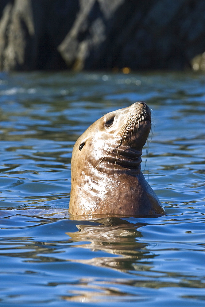 Northern (Steller) sea lion (Eumetopias jubatus) colony on sail rock in Frederick Sound, southeastern Alaska