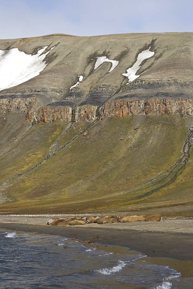 Adult male walrus (Odobenus rosmarus rosmarus) hauled out at Kapp Lee on the western side of EdgeØya (Edge Island) in the Svalbard Archipelago in the Barents Sea, Norway.