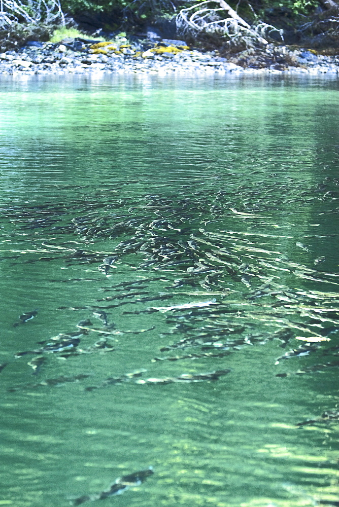 Spawning pink salmon (Oncorhynchus gorbuscha) gathering to run upstream in Red Bluff Bay, Southeast Alaska, USA