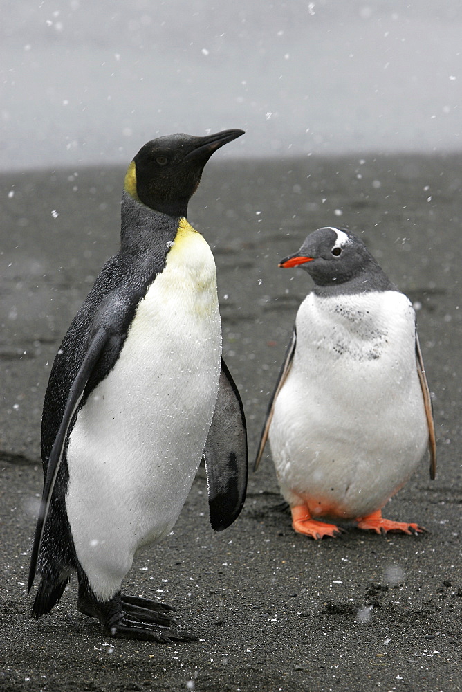 King Penguin (Aptenodytes patagonicus) standing near Gentoo Penguin (Pygoscelis papua) during snowfall on South Georgia Island, southern Atlantic Ocean.