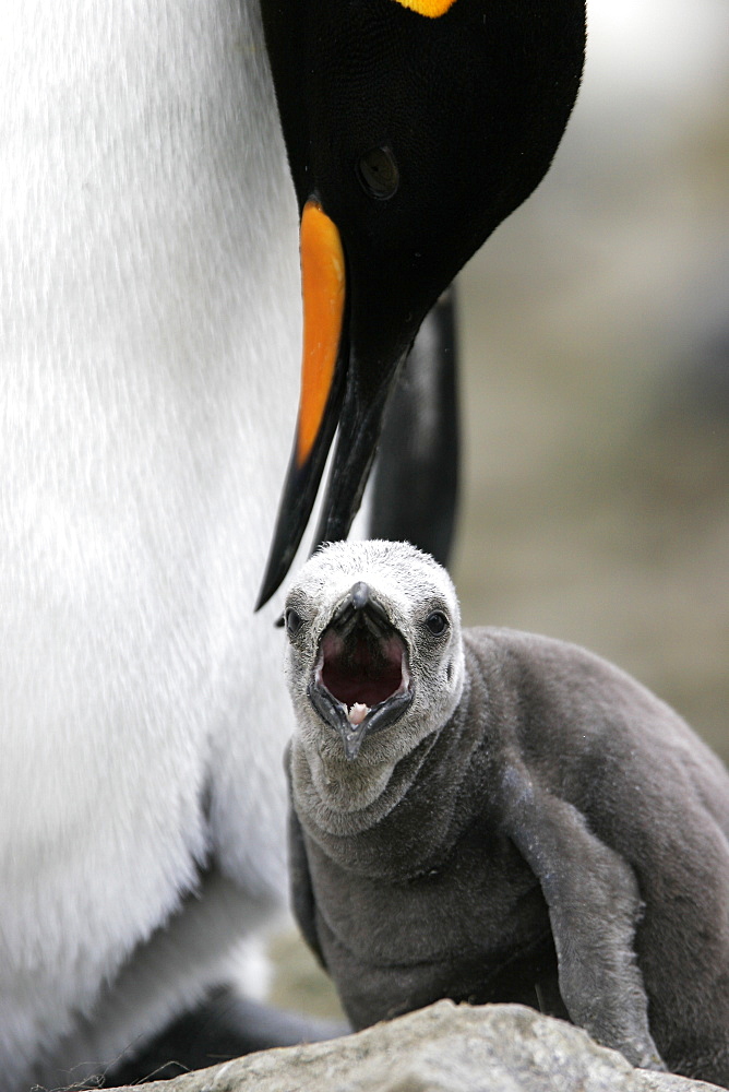 King Penguin (Aptenodytes patagonicus) chick protected by parent on South Georgia Island, southern Atlantic Ocean.