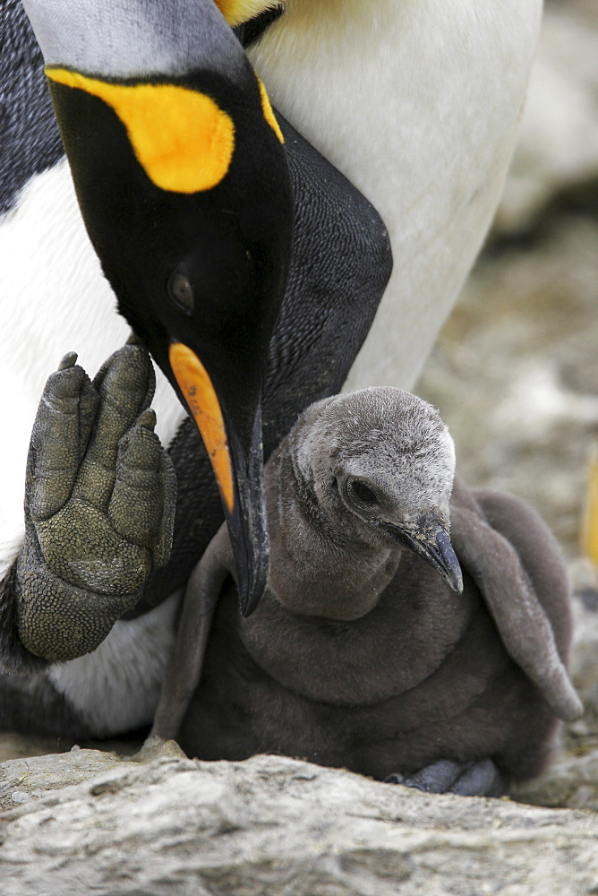 King penguin (Aptenodytes patagonicus) chick with parent on South Georgia Island, southern Atlantic Ocean.