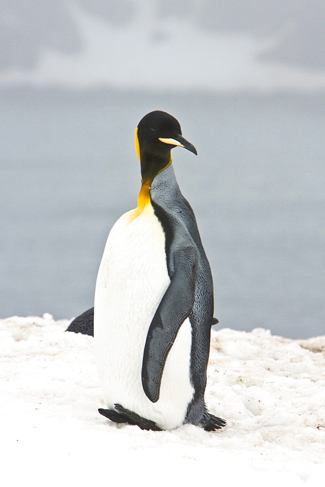 Lone adult king penguin (Aptenodytes patagonicus) among colonies of both gentoo and chinstrap penguins on Barrentos Island, Aitcho Island Group, South Shetland Islands, Antarctica