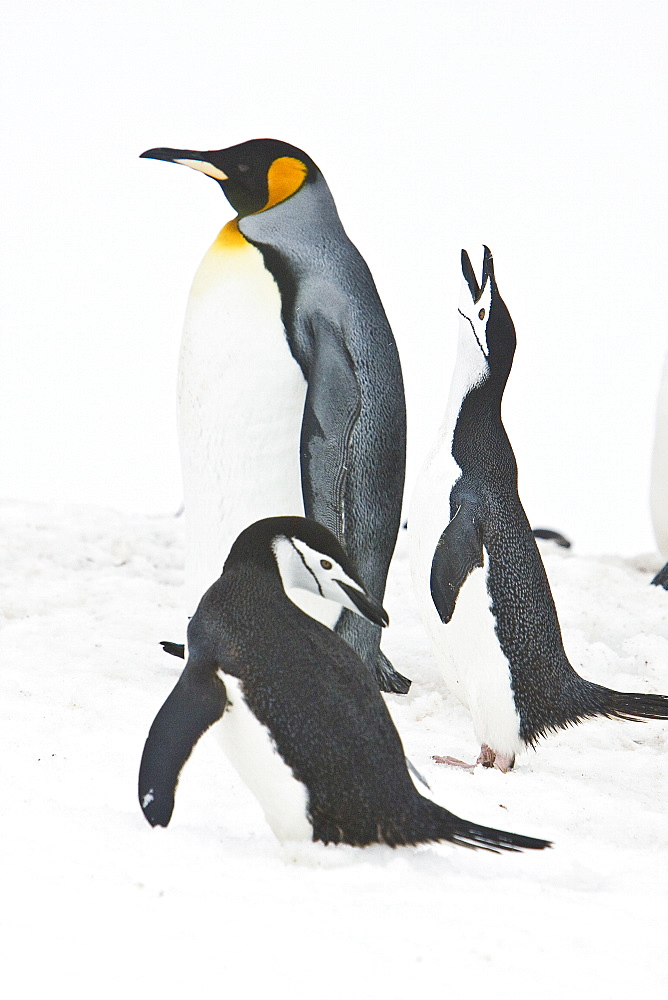 Lone adult king penguin (Aptenodytes patagonicus) among colonies of both gentoo and chinstrap penguins on Barrentos Island, Aitcho Island Group, South Shetland Islands, Antarctica