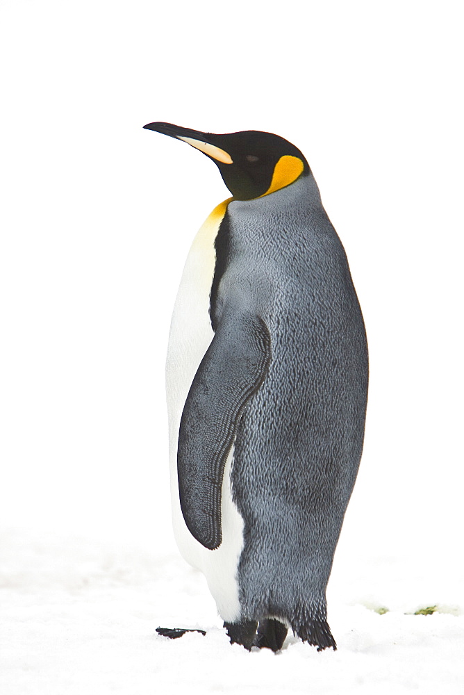 Lone adult king penguin (Aptenodytes patagonicus) among colonies of both gentoo and chinstrap penguins on Barrentos Island, Aitcho Island Group, South Shetland Islands, Antarctica