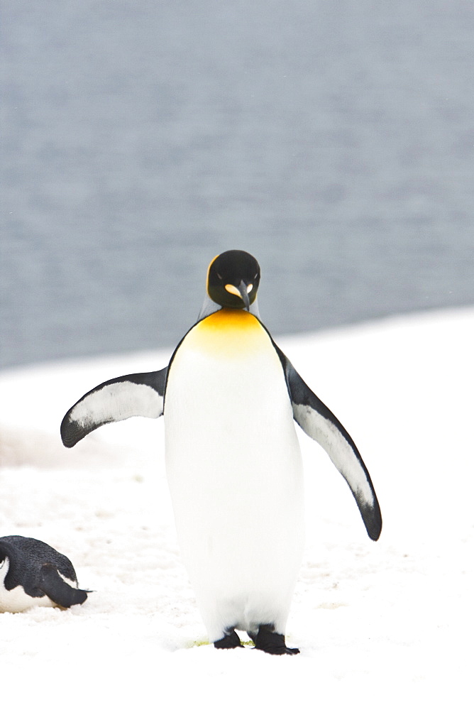 Lone adult king penguin (Aptenodytes patagonicus) among colonies of both gentoo and chinstrap penguins on Barrentos Island, Aitcho Island Group, South Shetland Islands, Antarctica