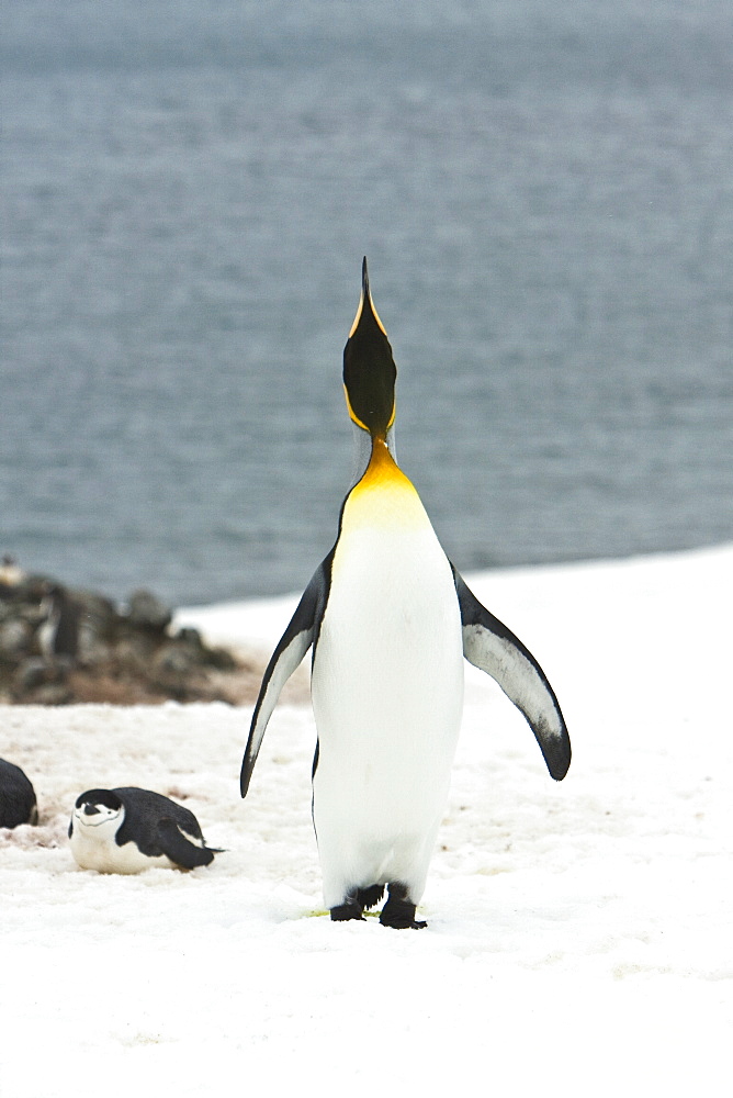 Lone adult king penguin (Aptenodytes patagonicus) among colonies of both gentoo and chinstrap penguins on Barrentos Island, Aitcho Island Group, South Shetland Islands, Antarctica