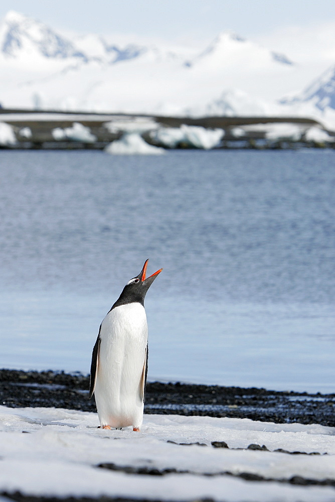 Adult gentoo penguin (Pygoscelis papua) calling out in the Aitcho Island Group, South Shetland Islands, Antarctica.