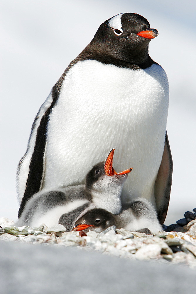 Gentoo penguin (Pygoscelis papua) parent with two downy chicks on Pleneau Island, near the Antarctic Peninsula.