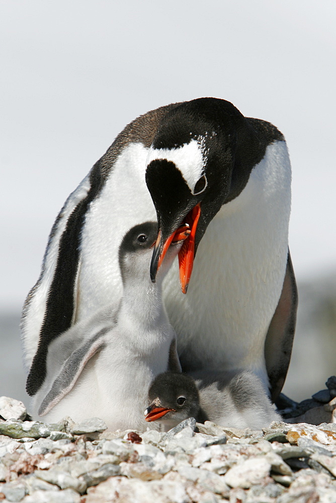 Gentoo penguin (Pygoscelis papua) parent feeding downy chick on Pleneau Island, near the Antarctic Peninsula.