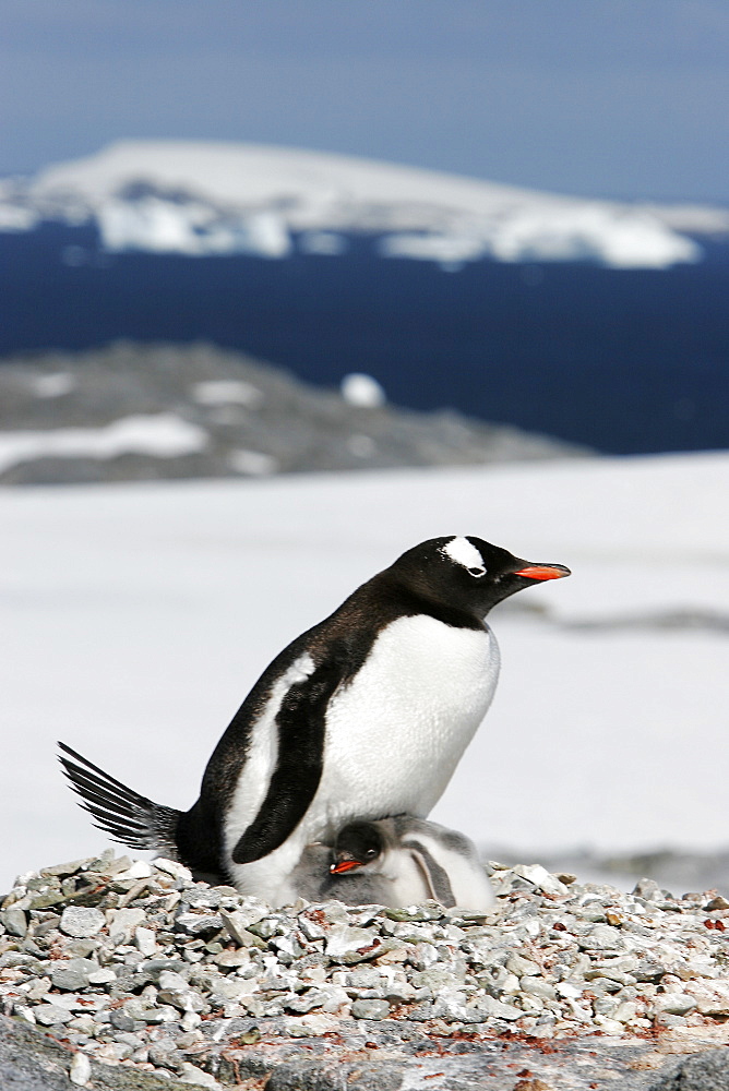 Gentoo penguin (Pygoscelis papua) parent with downy chick on Pleneau Island, near the Antarctic Peninsula.