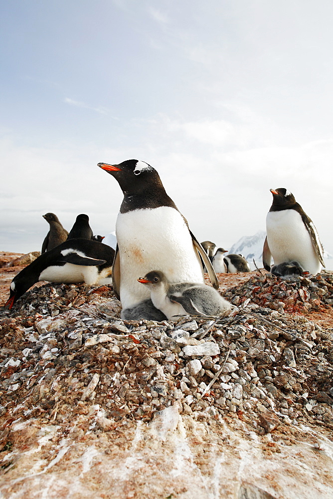 Gentoo penguin (Pygoscelis papua) parent with downy chick on Petermann Island, near the Antarctic Peninsula.