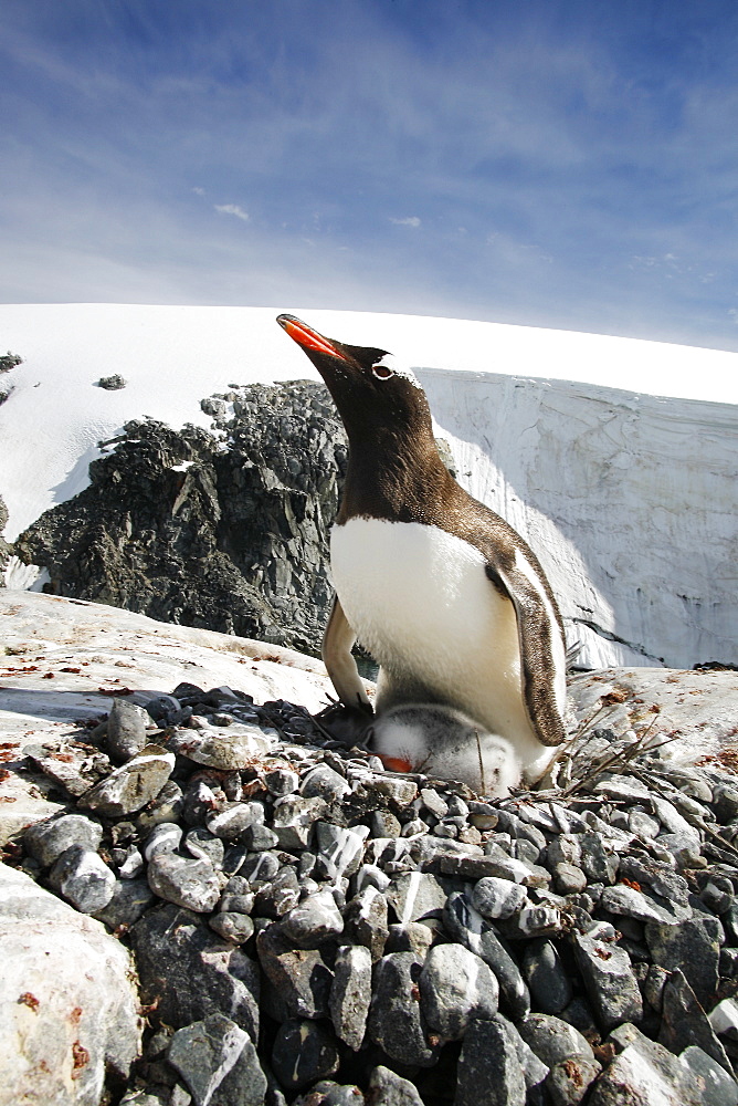 Gentoo penguin (Pygoscelis papua) parent with downy chick on Petermann Island, near the Antarctic Peninsula.