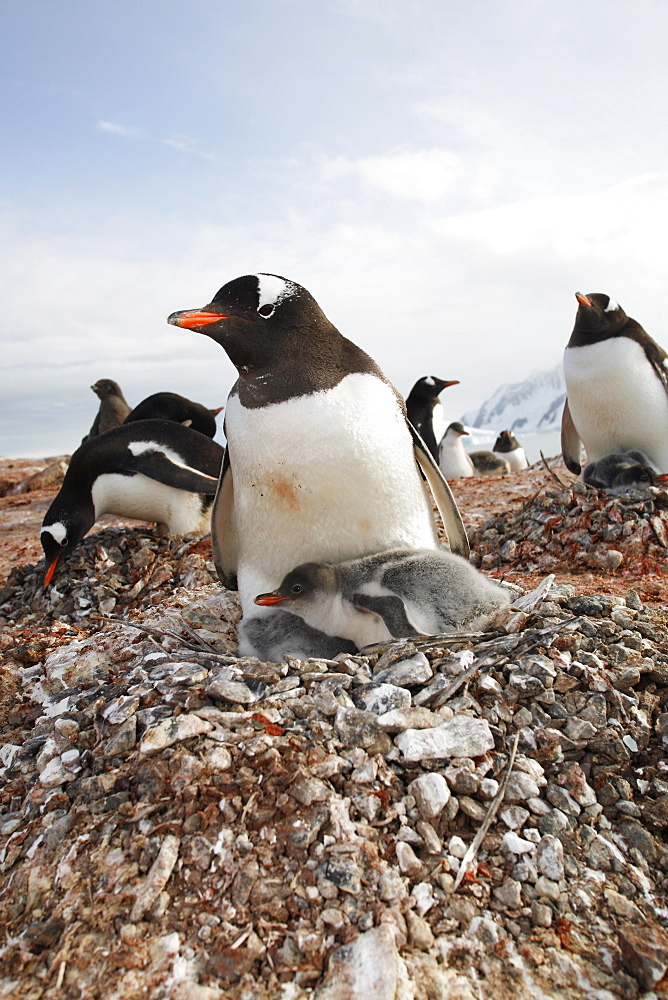 Gentoo penguin (Pygoscelis papua) parent with chick on nest on Petermann Island near the Antarctic Peninsula.