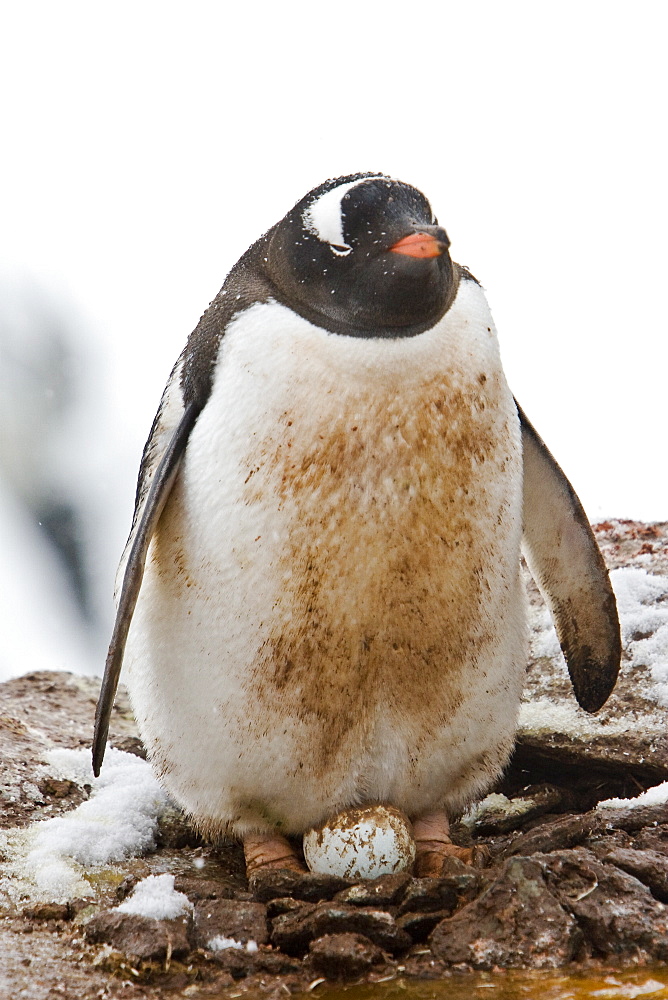 Adult gentoo penguins (Pygoscelis papua) nesting an egg on Petermann Island, Antarctica