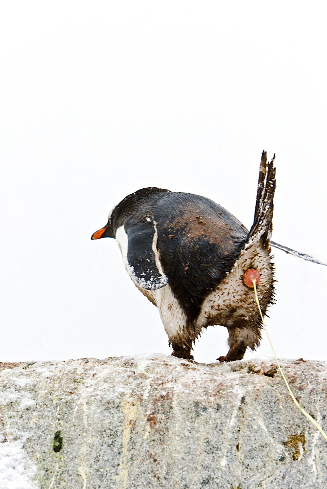 An adult gentoo penguin (Pygoscelis papua) defecating on Petermann Island, Antarctica