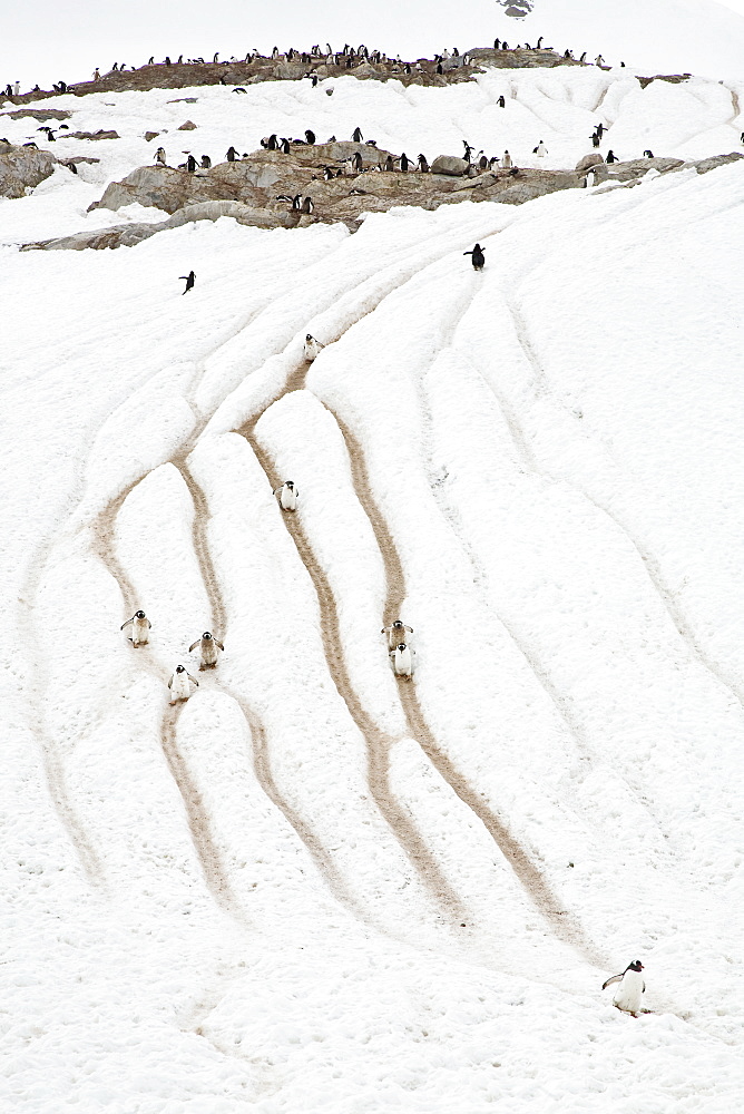 Adult gentoo penguins (Pygoscelis papua) going and returning from sea to feed, Neko Harbour in Andvord Bay, Antarctica