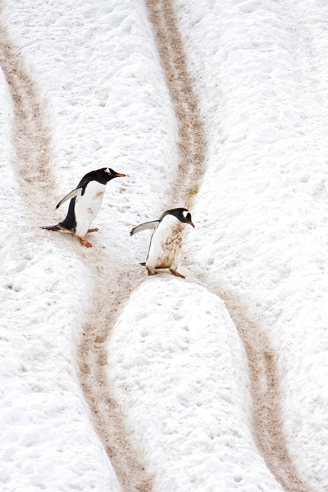 Adult gentoo penguins (Pygoscelis papua) going and returning from sea to feed along well-worn "penguin highways" carved into the snow and ice in Neko Harbour in Andvord Bay, Antarctica