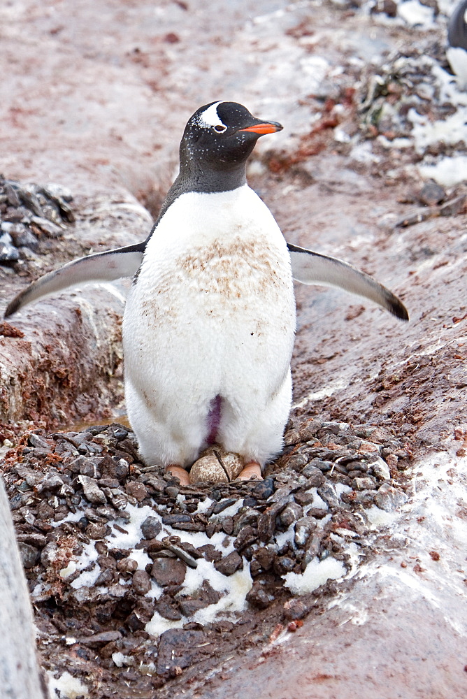 Adult gentoo penguin (Pygoscelis papua) on egg at breeding colony on Petermann Island, Antarctica