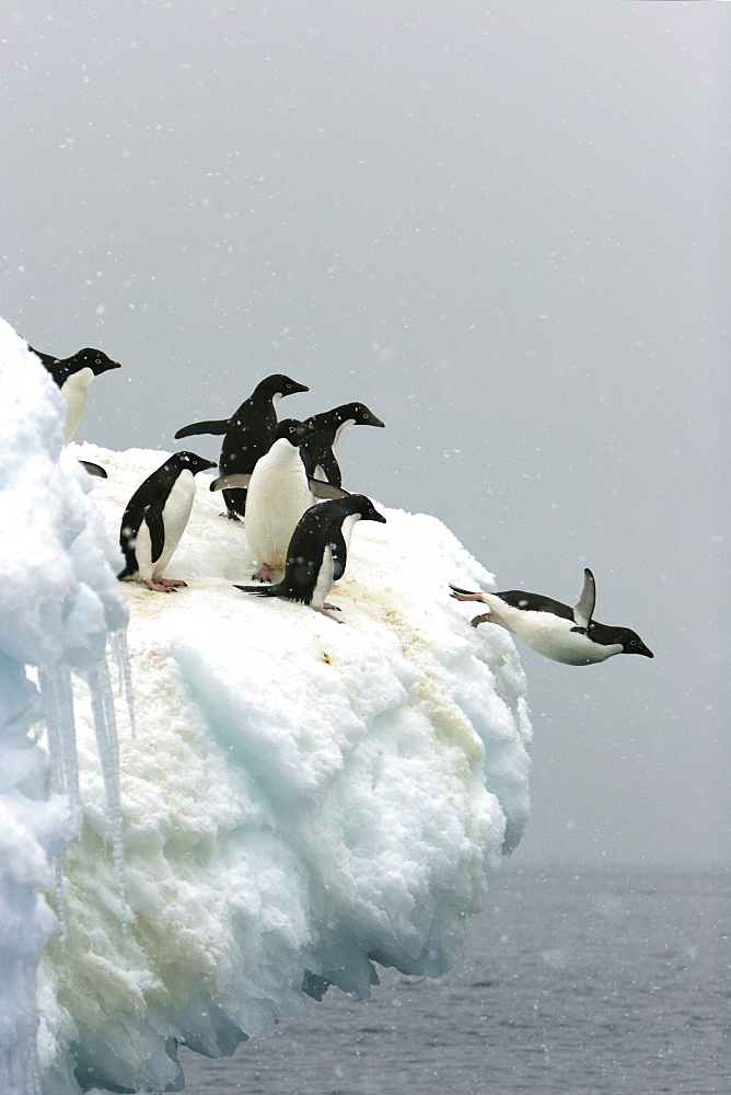 Adelie penguin (Pygoscelis adeliae) leaping off an iceberg to return to the sea to feed on Devil Island near the Antarctic Peninsula.