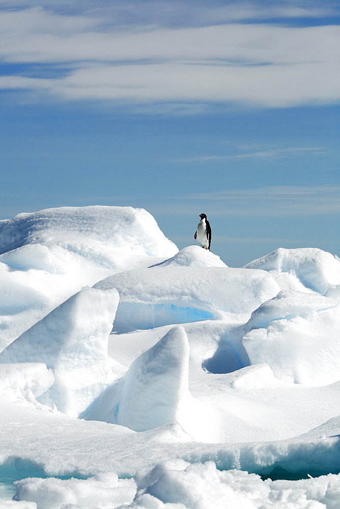 A lone Adelie penguin (Pygoscelis adeliae) hauled out on ice floes near Heroina Island in the Weddell Sea. Antarctica.