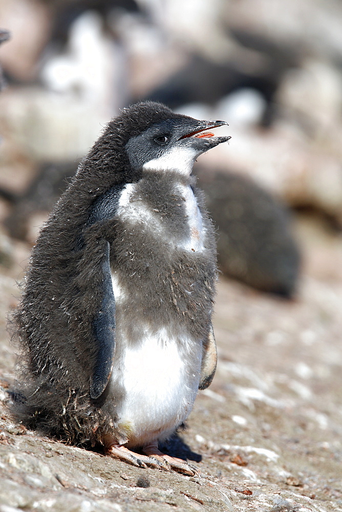 Adelie penguin (Pygoscelis adeliae) chick molting its downy feathers with adult plumage beneath on Devil Island near the Antarctic Peninsula.