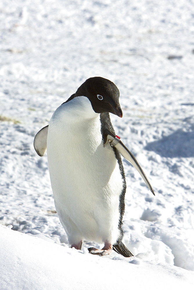 A banded Adult Adelie penguin (Pygoscelis adeliae) resting among gentoo and chinstrap colonies on Barrentos Island in the Aitcho Island Group, South Shetland Islands, Antarctica