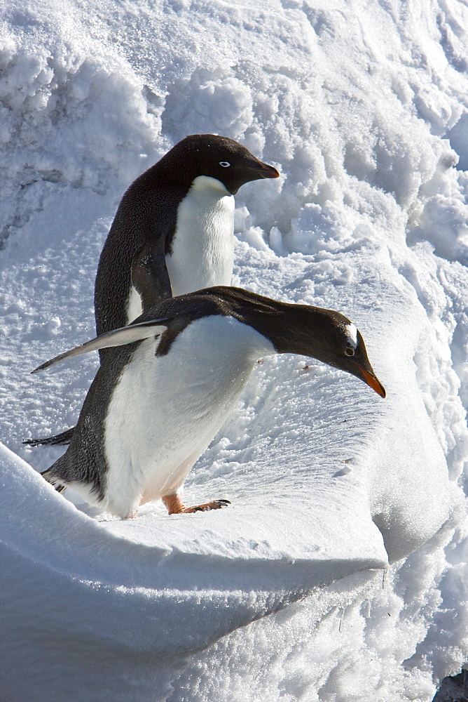 A banded adult Adelie penguin (Pygoscelis adeliae) watches as a gentoo penguin approaches an ice cornice on Barrentos Island in the Aitcho Island Group, South Shetland Islands, Antarctica