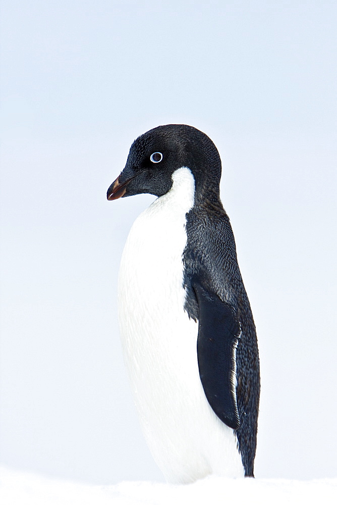 A lone adult Adelie penguin (Pygoscelis adeliae) on an iceberg off Petermann Island, Antarctica.