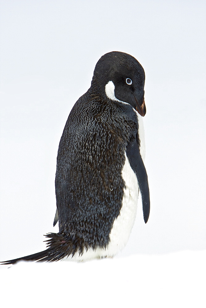 A lone adult Adelie penguin (Pygoscelis adeliae) on an iceberg off Petermann Island, Antarctica.