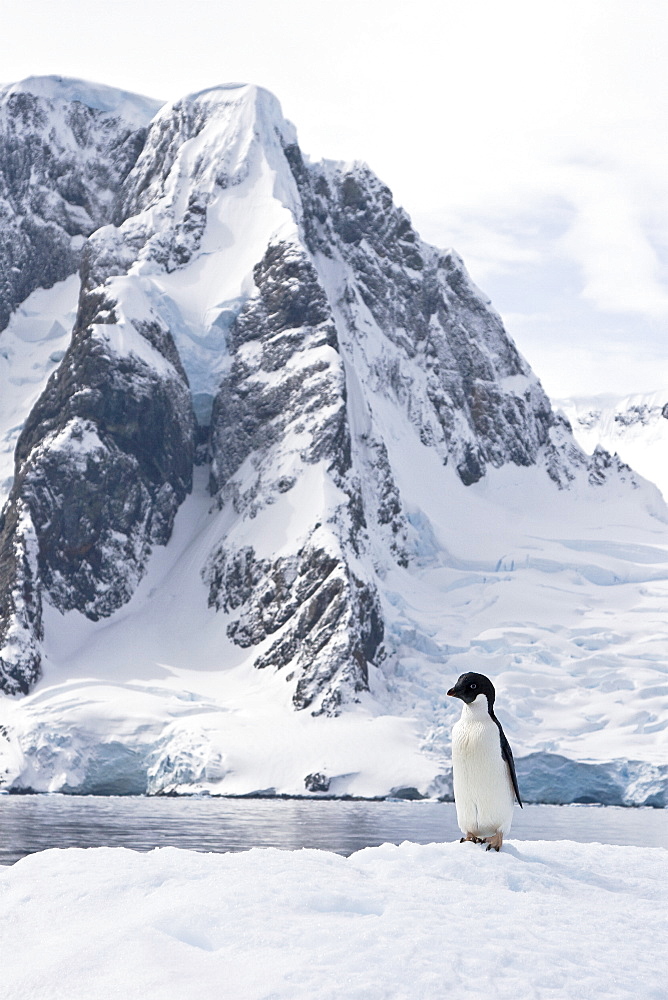 A lone adult Adelie penguin (Pygoscelis adeliae) on an iceberg off Petermann Island, Antarctica.