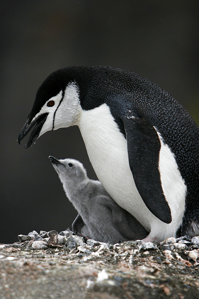 Chinstrap penguin (Pygoscelis antarctica) parent with downy chick on Deception Island, Antarctic Peninsula.