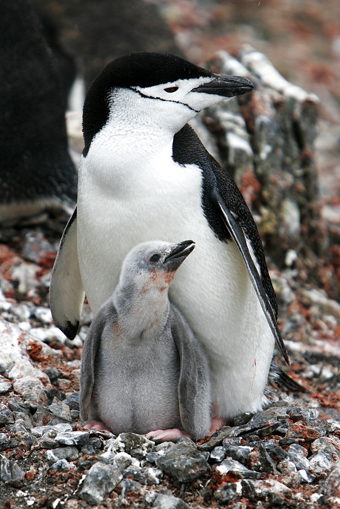 Chinstrap penguin (Pygoscelis antarctica) parent with downy chick on Deception Island, Antarctic Peninsula.