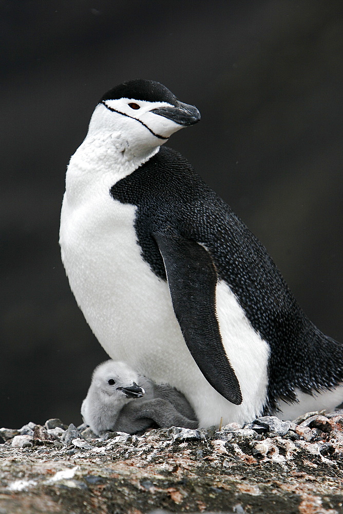 Chinstrap penguin (Pygoscelis antarctica) parent with downy chick on Deception Island, Antarctic Peninsula.