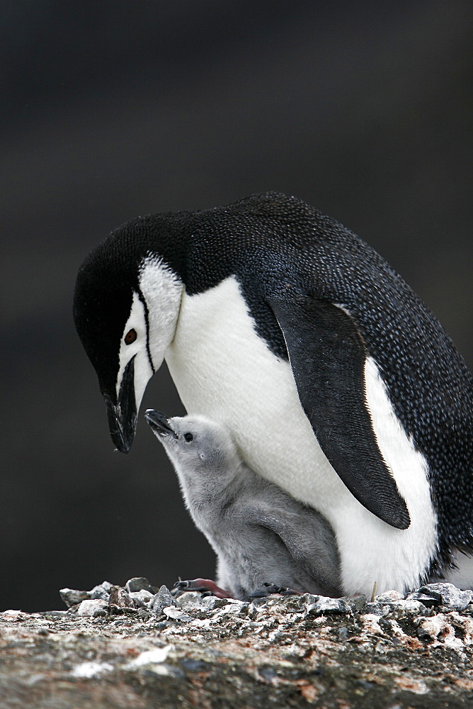 Chinstrap penguin (Pygoscelis antarctica) parent with downy chick on Deception Island, Antarctic Peninsula.