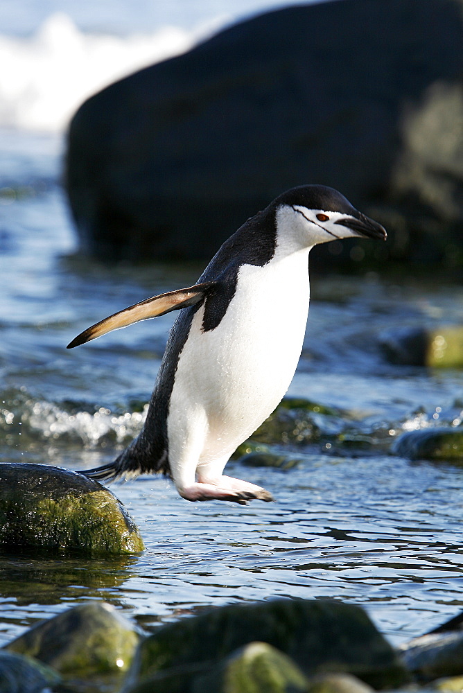 Adult chinstrap penguin (Pygoscelis antarctica) hopping from rock to rock after returning from the sea to feed its chicks on Elephant Island, Antarctica.