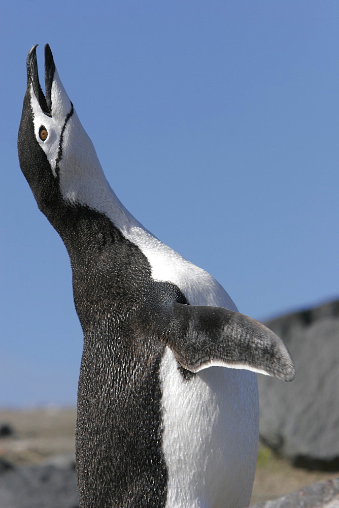 Adult Chinstrap penguin (Pygoscelis antarctica) braying in a huge colony at Baily Head on Deception Island in Bransfield Strait off the Antarctic Peninsula.